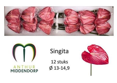 <h4>Anth A Singita</h4>