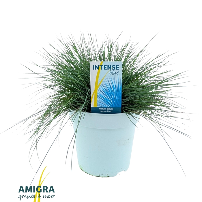 <h4>Festuca glauca Intense Blue®</h4>