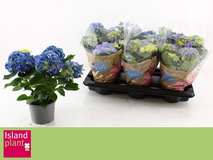 <h4>HYDR M EARLY BLUE</h4>