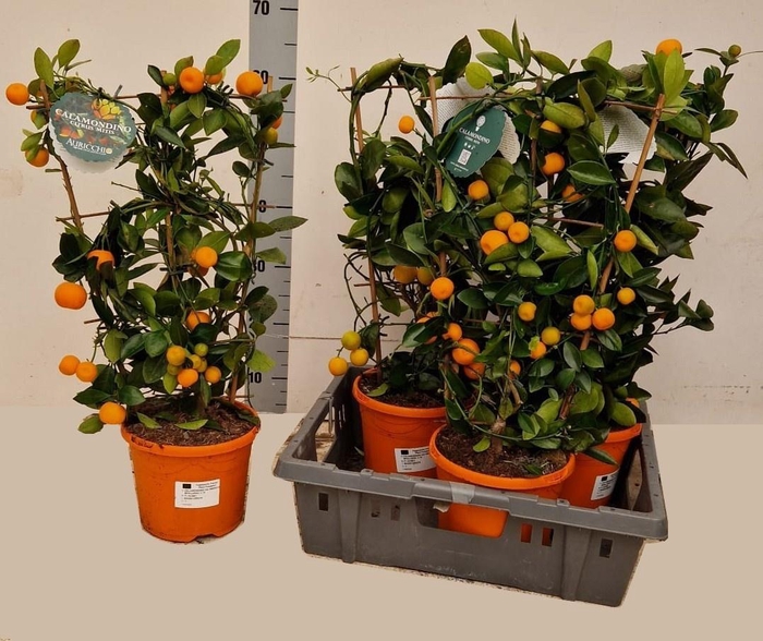 <h4>CITR MICROCARPA</h4>