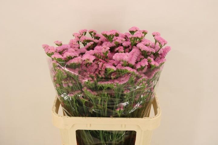 <h4>LIM S LUCIA PINK</h4>