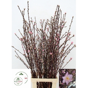 PRUNUS 100CM
