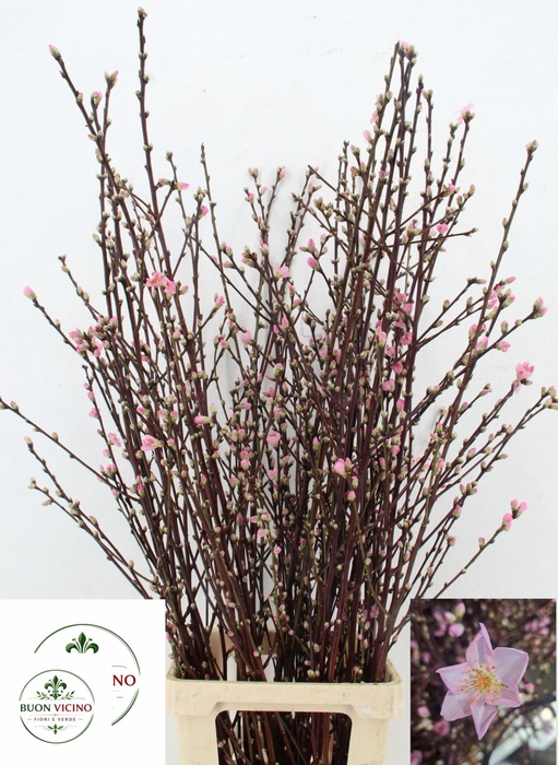 <h4>PRUNUS 100CM</h4>