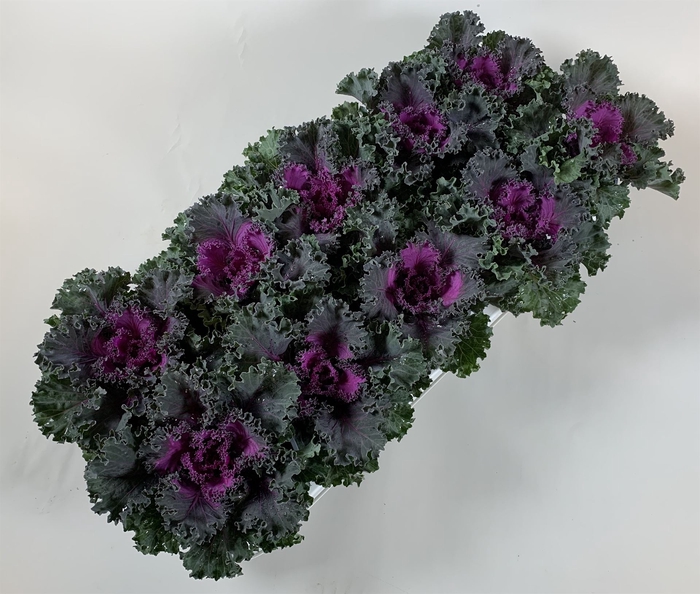 <h4>Brassica oler.  ...curled</h4>