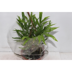 SAMAMBAIA JAMAICA C21