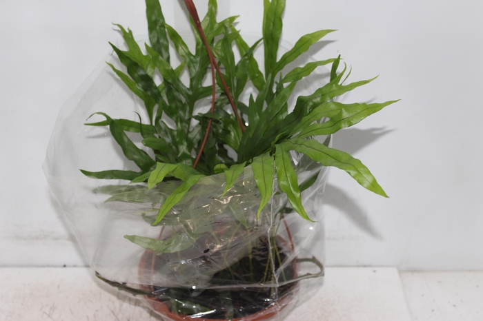 <h4>SAMAMBAIA JAMAICA C21</h4>