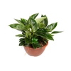 PHILODENDRON BIRKIN C21