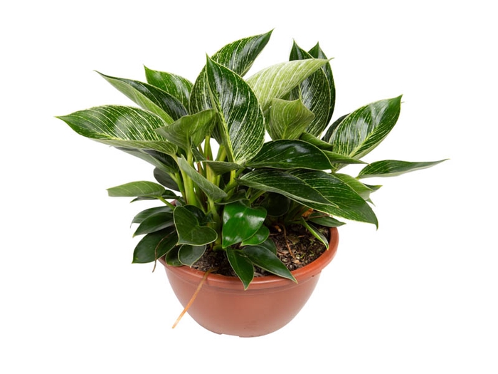 PHILODENDRON BIRKIN C21