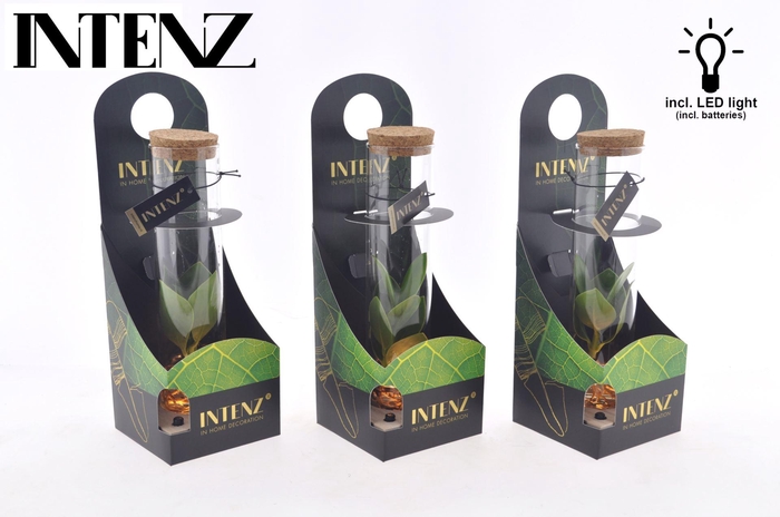 <h4>Clusia rosea Princess</h4>