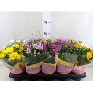 Chrysanthemum   ..mix 7