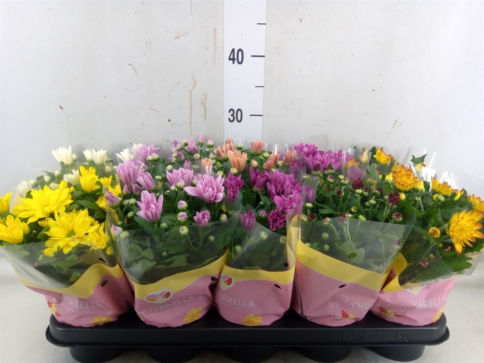 <h4>Chrysanthemum   ..mix 7</h4>