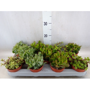 Crassula   ...mix