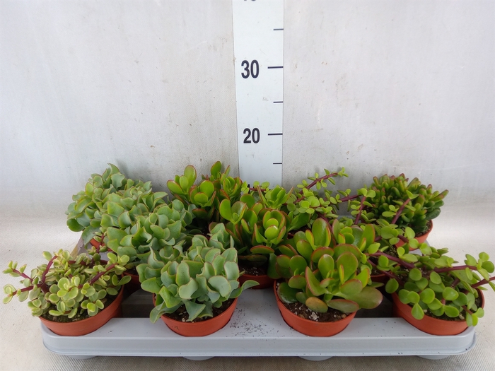 <h4>Crassula   ...mix</h4>