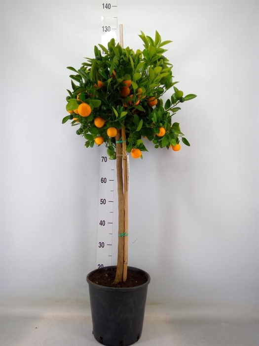 <h4>Citrus   ...</h4>