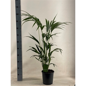 KENTIA - P19 H100 - 5PP - EcoLine (Howea forsteriana