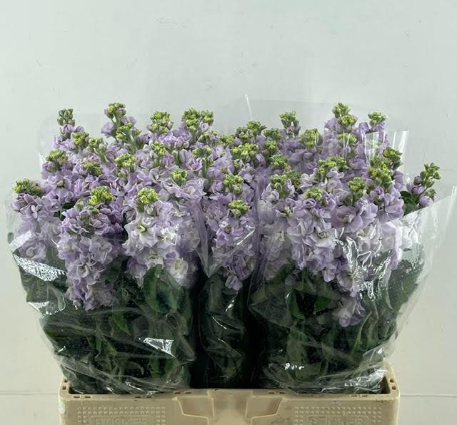 <h4>MATTH IRON MARINE</h4>