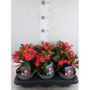 Euphorbia milii 'Maxi Olympia'