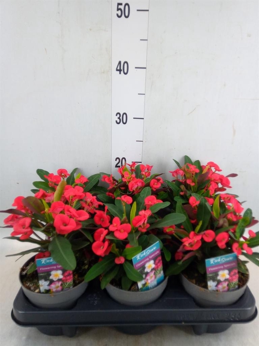 <h4>Euphorbia milii 'Maxi Olympia'</h4>