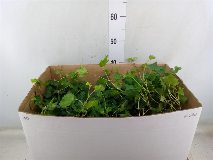 <h4>Hedera helix   ...</h4>