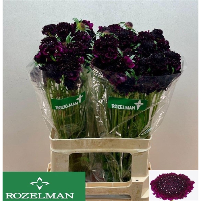 <h4>SCAB AT RE VEL SCOOP</h4>