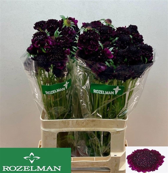 SCAB AT RE VEL SCOOP