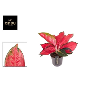 Aglaonema Chili Red