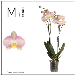 Phalaenopsis Rainbow 2 spike - 12cm | Mimesis