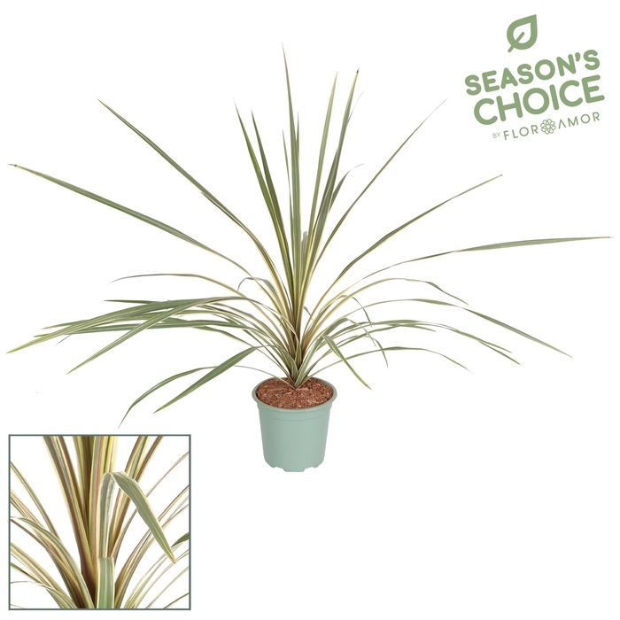 <h4>Cordyline 'Torbay Dazzler' 65 - 75 cm</h4>