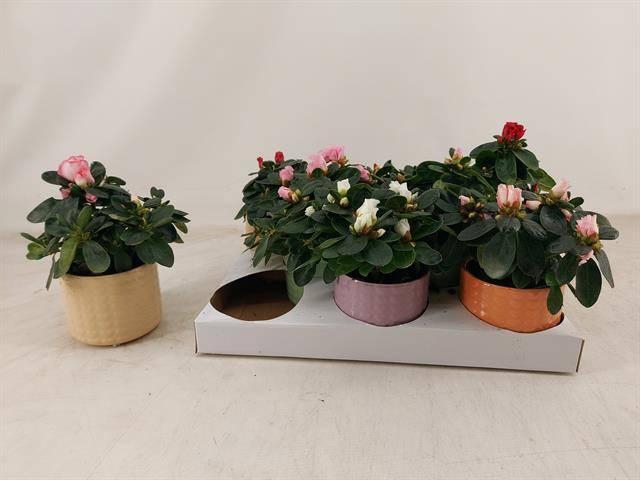 <h4>RHODO SI GEM</h4>