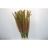 Eremurus  'Oase'
