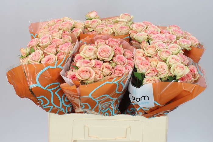 <h4>Rosa Tr Azore X5</h4>