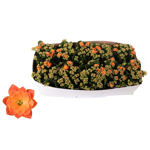 <h4>Kalanchoe Rosalina 12cm Don Pedro oranje, Traykraag</h4>