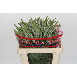 Veronica Skyler White