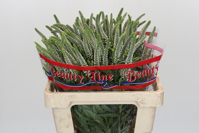 Veronica Skyler White