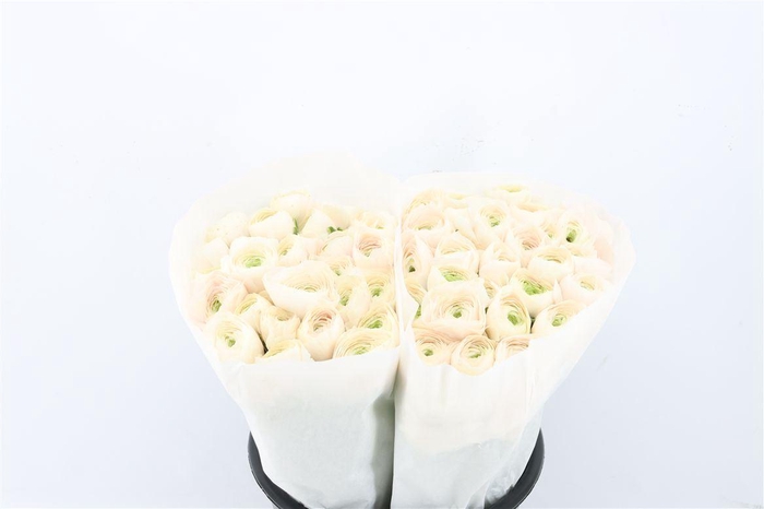 <h4>Ran Cloni Ex Hanoi</h4>