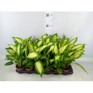 Dieffenbachia  'Camilla'