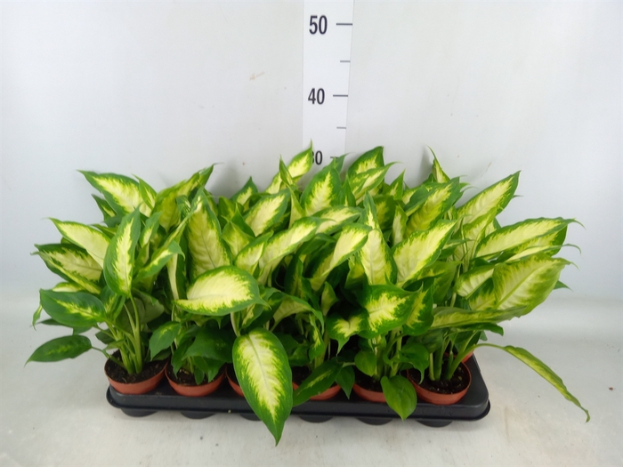 <h4>Dieffenbachia  'Camilla'</h4>