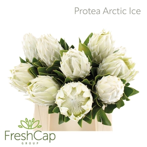 Protea cynaroides 'Arctic Ice'