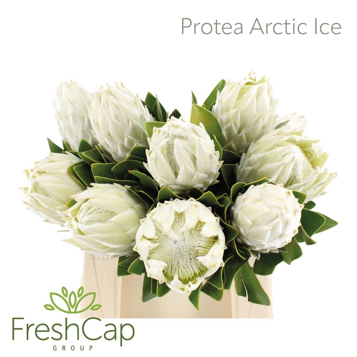 <h4>Protea cynaroides 'Arctic Ice'</h4>