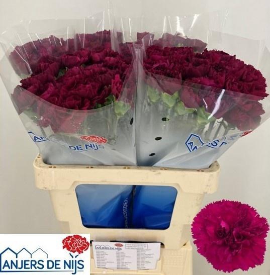 <h4>DI ST YUKARI VIOLET</h4>