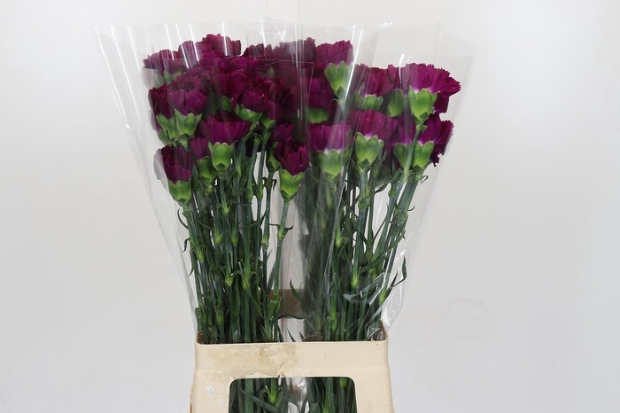 <h4>Dianthus St Yukari Violet</h4>