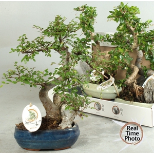 BONSAI GEM
