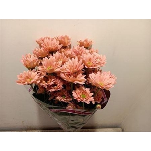 Chr T Katinka Salmon