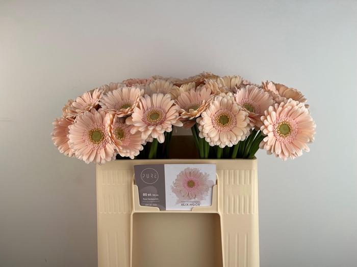 <h4>GE MI ALIX-NOOR</h4>