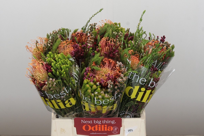 BQ Nutans Soleil SFB
