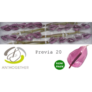 Anthurium Previa