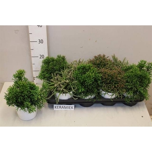 RHIPSALIS GEM