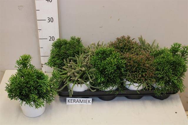 <h4>RHIPSALIS GEM</h4>