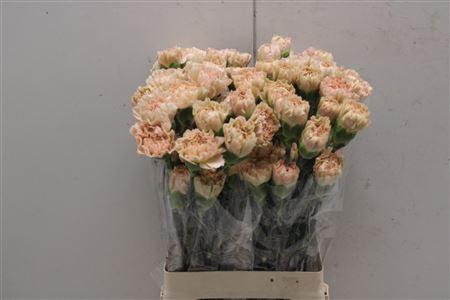 <h4>Di St Lege Marrone</h4>