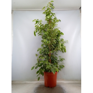 Ficus benja. 'Golden King'